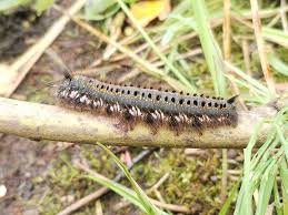 Attēlu rezultāti vaicājumam “Euthrix potatoria larva”