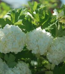 Attēlu rezultāti vaicājumam “Viburnum opulus”