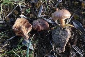 Attēlu rezultāti vaicājumam “Milesina murariae”