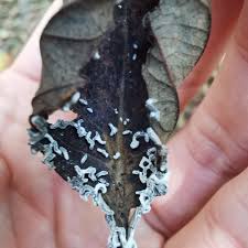 Attēlu rezultāti vaicājumam “Physarum bivalve”