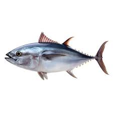 Image result for Euthynnus alletteratus