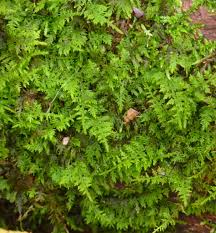 Attēlu rezultāti vaicājumam “Thuidium”