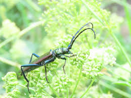 Attēlu rezultāti vaicājumam “Aromia moschata”