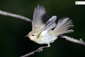 Attēlu rezultāti vaicājumam “Phylloscopus trochiloides”