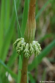 Attēlu rezultāti vaicājumam “Equisetum sylvaticum”