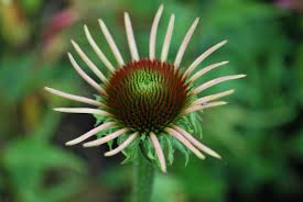 Attēlu rezultāti vaicājumam “Echinacea purpurea bud”