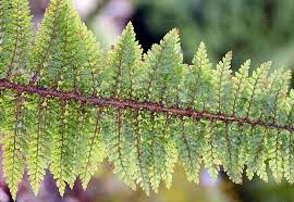 Attēlu rezultāti vaicājumam “Polystichum braunii”