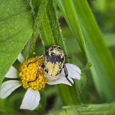 Attēlu rezultāti vaicājumam “Hoplia parvula”