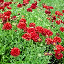 Image result for Gaillardia