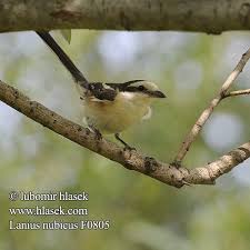 Image result for Lanius nubicus