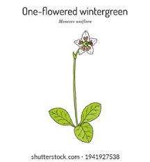 Attēlu rezultāti vaicājumam “Moneses uniflora flower”