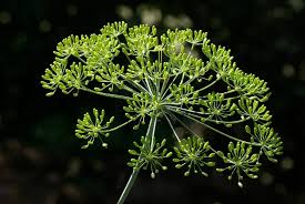 Attēlu rezultāti vaicājumam “Anethum graveolens leaf”
