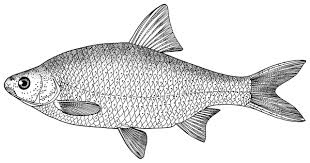 Image result for Rutilus rutilus