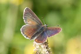 Attēlu rezultāti vaicājumam “Aricia artaxerxes  male”