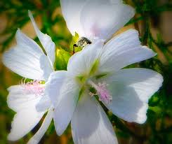 Image result for Malva moschata alba