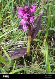 Attēlu rezultāti vaicājumam “Dactylorhiza cruenta”