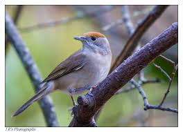 Attēlu rezultāti vaicājumam “Sylvia atricapilla”