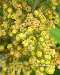 Attēlu rezultāti vaicājumam “Rhus typhina flower”