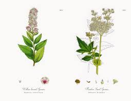Attēlu rezultāti vaicājumam “Spiraea salicifolia”