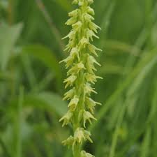 Attēlu rezultāti vaicājumam “Herminium monorchis flower”