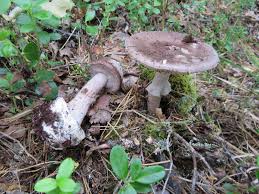 Attēlu rezultāti vaicājumam “Arcyria imperialis stalked”