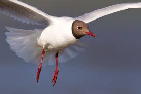 Attēlu rezultāti vaicājumam “Larus ridibundus eggs”