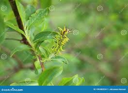 Attēlu rezultāti vaicājumam “Salix myrsinifolia”