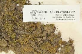 Attēlu rezultāti vaicājumam “Pohlia proligera”