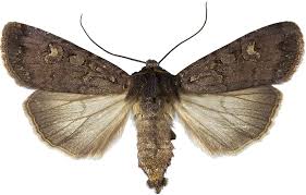 Attēlu rezultāti vaicājumam “Euxoa nigricans”