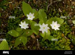 Attēlu rezultāti vaicājumam “Trientalis europaea”