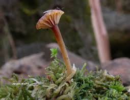 Attēlu rezultāti vaicājumam “Lichenomphalia umbellifera”