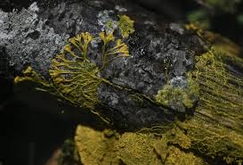 Attēlu rezultāti vaicājumam “Physarum daamsii sessile”