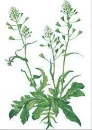 Attēlu rezultāti vaicājumam “Cruciferae”