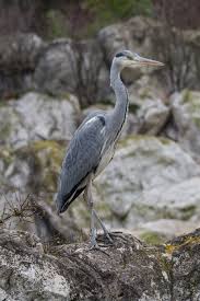 Attēlu rezultāti vaicājumam “Ardea cinerea adult”