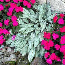 Image result for Pulmonaria Silverado