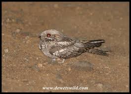 Attēlu rezultāti vaicājumam “Caprimulgus europaeus”