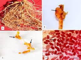 Attēlu rezultāti vaicājumam “Pylaisia polyantha sporophyte”