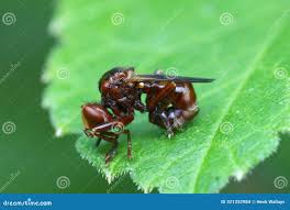 Attēlu rezultāti vaicājumam “Sicus ferrugineus”