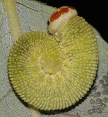 Attēlu rezultāti vaicājumam “Trichiosoma larva”