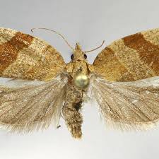 Attēlu rezultāti vaicājumam “Pandemis cinnamomeana”