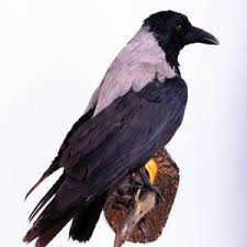 Attēlu rezultāti vaicājumam “Corvus cornix adult”