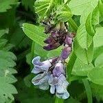 Attēlu rezultāti vaicājumam “Vicia sepium fruit”