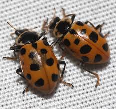Attēlu rezultāti vaicājumam “Hippodamia tredecimpunctata”