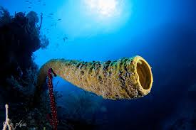 Attēlu rezultāti vaicājumam “Tubifera applanata sessile”