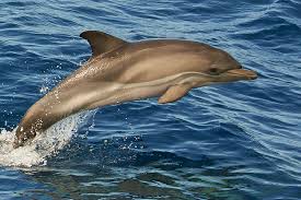 Image result for Delphinus delphis