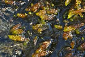 Attēlu rezultāti vaicājumam “Scorpidium scorpioides”