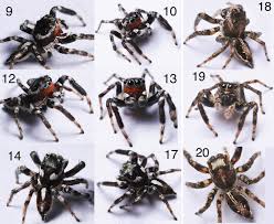 Attēlu rezultāti vaicājumam “Arachnida”