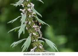 Attēlu rezultāti vaicājumam “Leonurus quinquelobatus leaf”