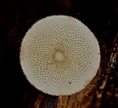 Attēlu rezultāti vaicājumam “Polyporus varius”