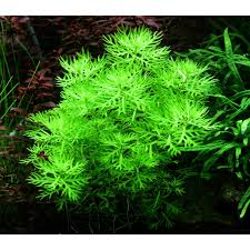 Attēlu rezultāti vaicājumam “Hottonia palustris flower”